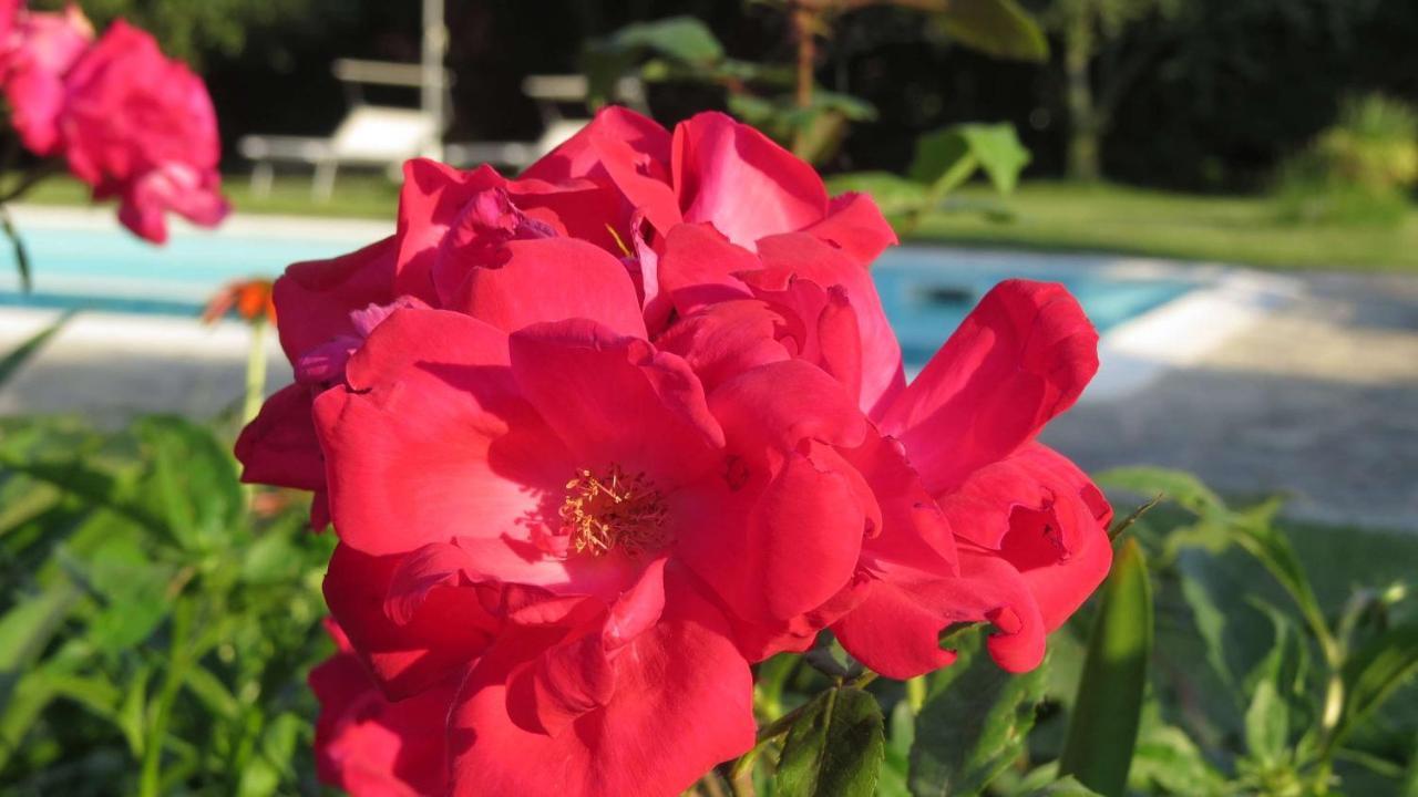 Il Gelso Di Barcuzzi Bed & Breakfast Lonato Bagian luar foto