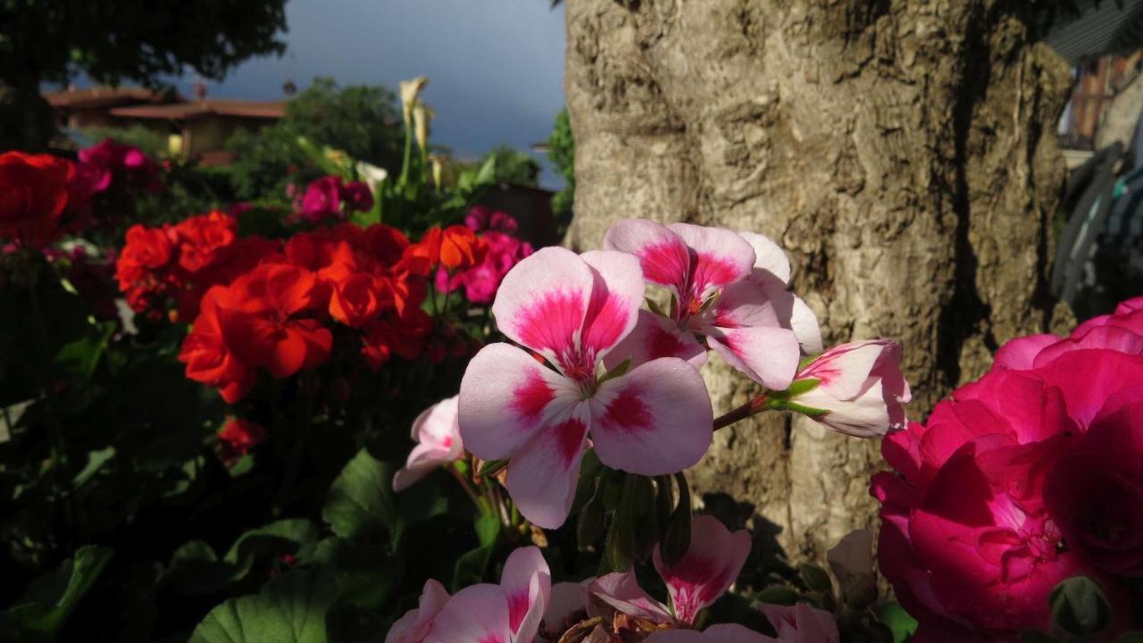 Il Gelso Di Barcuzzi Bed & Breakfast Lonato Bagian luar foto